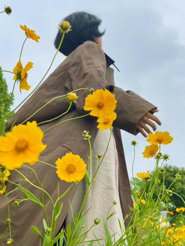 長沙松雅湖偶遇故事裡的小黃花