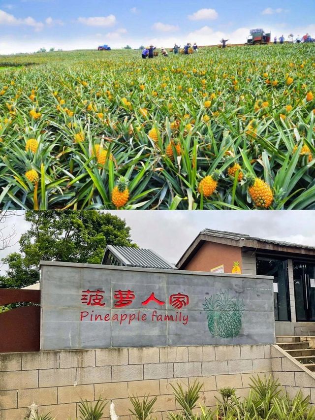 歡迎來我的家鄉玩|徐聞菠蘿的海