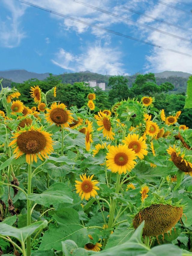 深圳的！5500㎡向日葵花海，美如油畫