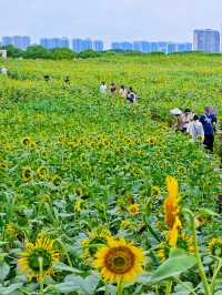夏日醉美向日葵~蘇州灣體育公園