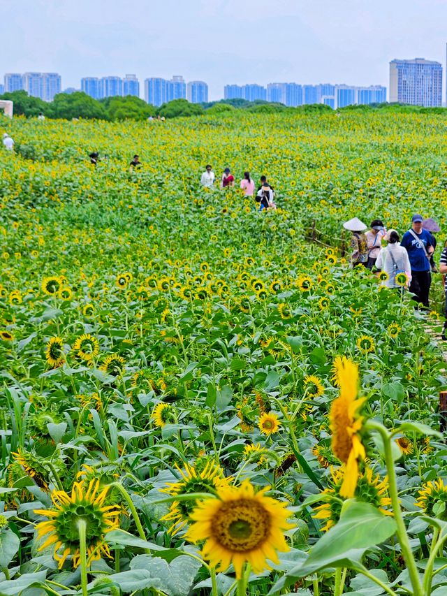夏日醉美向日葵~蘇州灣體育公園