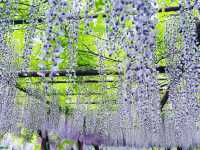 上海嘉定賞花好去處推薦，紫藤園