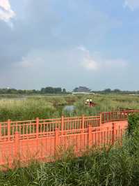 來東營，明月湖國家濕地公園真的不要錯過