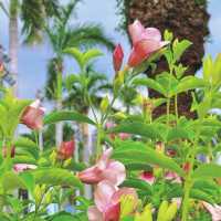 【白鷺洲公園】有廈門標誌性雕像，可以餵鴿子，賞燈光秀