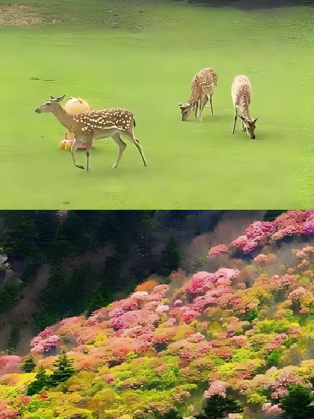 探索神秘的神農架，邂逅人間仙境。