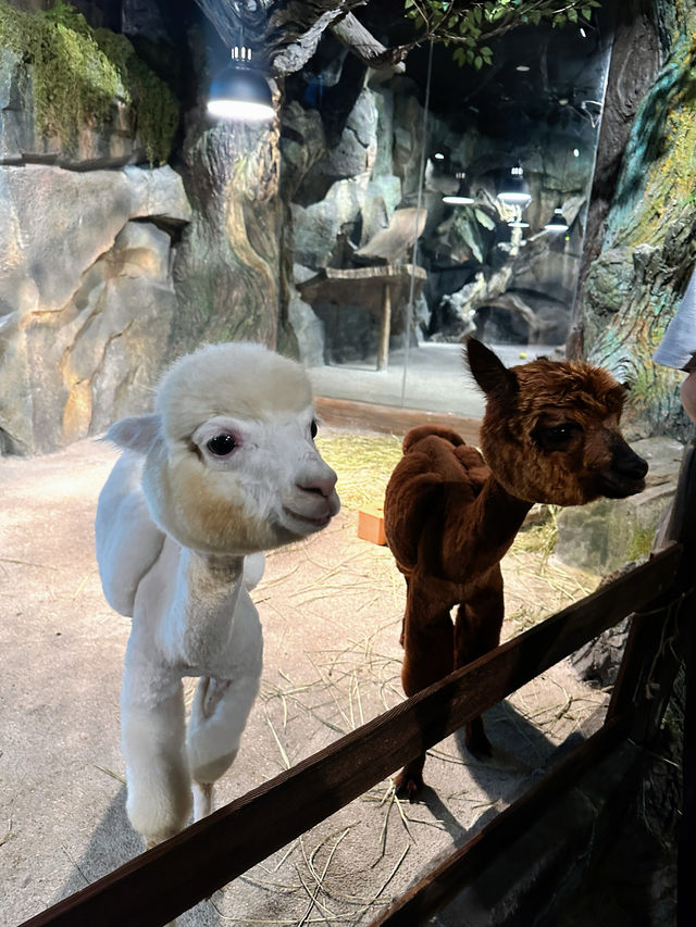 快來木星動物島，開啟奇妙之旅！