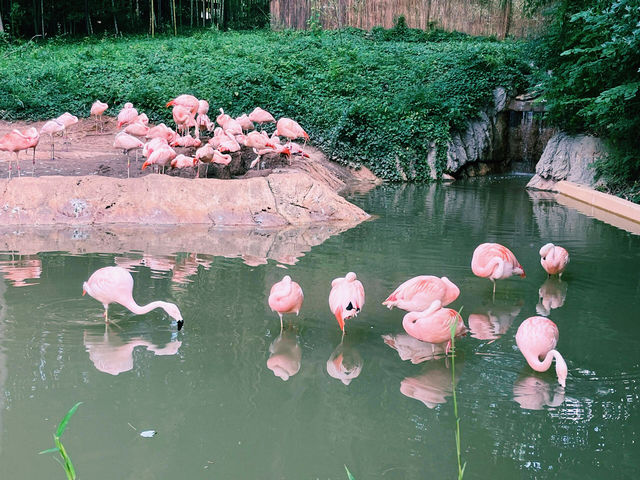 亞特蘭大動物園美食與美景｜旅遊攻略帶你發現美國南部的自然奇觀。