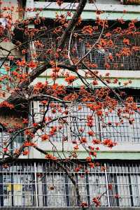 廣州 木棉花開和嶺南書院。
