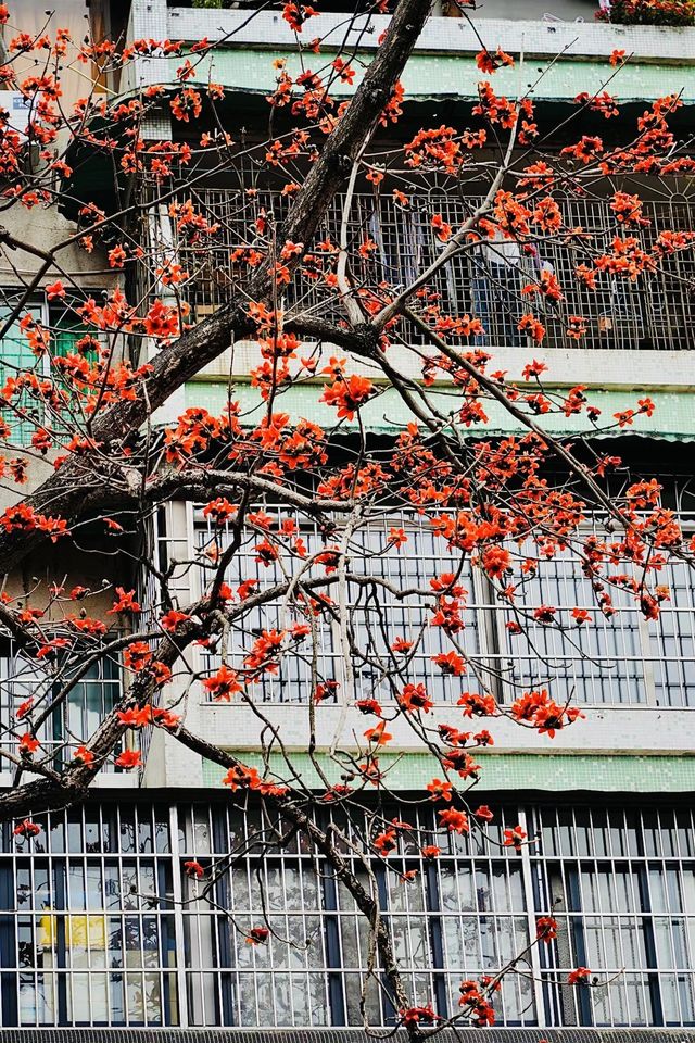 廣州 木棉花開和嶺南書院。