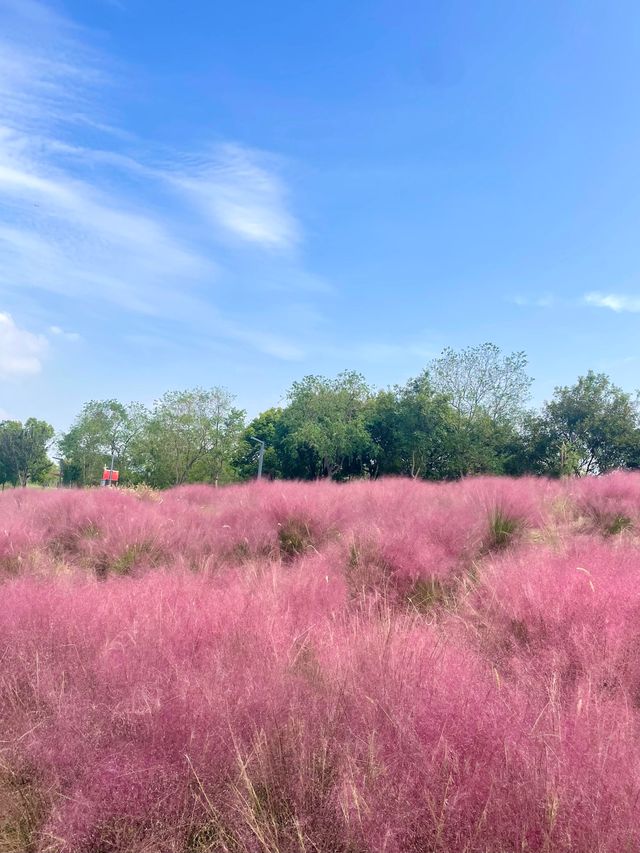 上海濱江森林公園花海谷｜拍照絕美地。