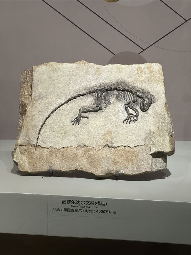 武漢自然博物館——又找到值得一去的遛娃聖地了。