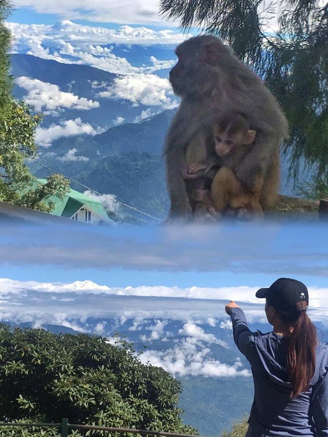 上一次去印度大吉岭還是……