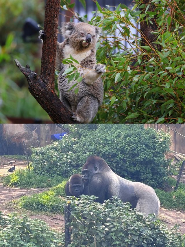 悉尼打卡｜塔龍加動物園保姆級攻略！！。