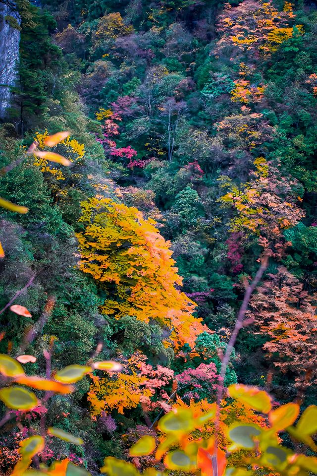 巴山大峡谷，你敢挑戰70公里的彩林之旅嗎？。