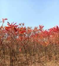 荒野紅葉，異星礦場。