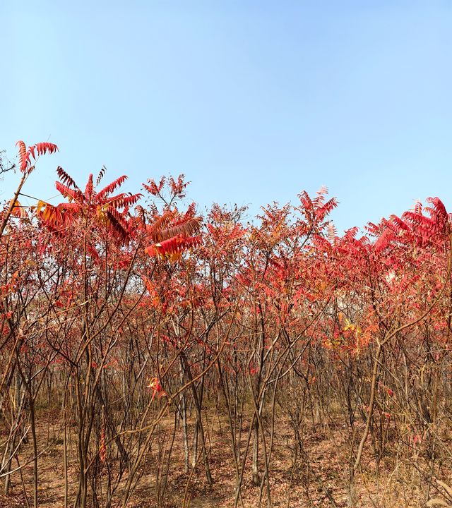 荒野紅葉，異星礦場。