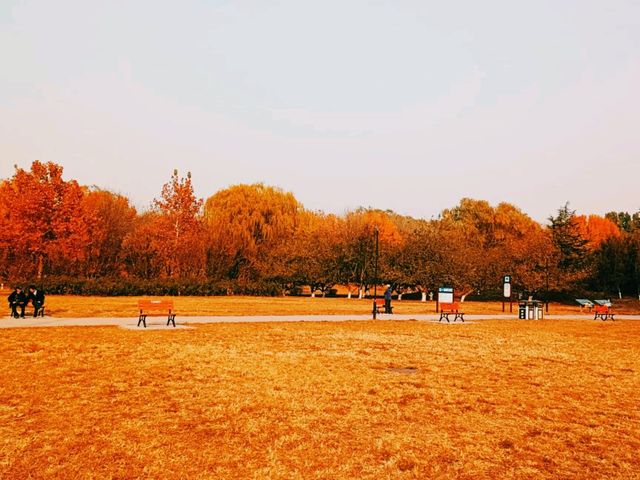 Chaoyang Park: Autumn Carpet of Yellow and Red Leafs