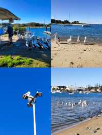 Port Macquarie 旅遊攻略 | 麥覺理港必做的事。