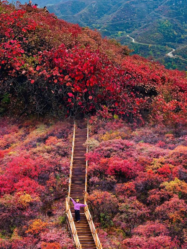 我被震撼了，滿山紅葉看得眼花繚亂。