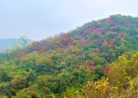 西安‧周至耿峪免費賞紅葉。