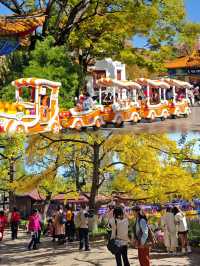 昆明翠湖公園｜銀杏已經 next level！！