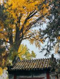 山東泰安普照寺｜這滿地的黃金葉！。