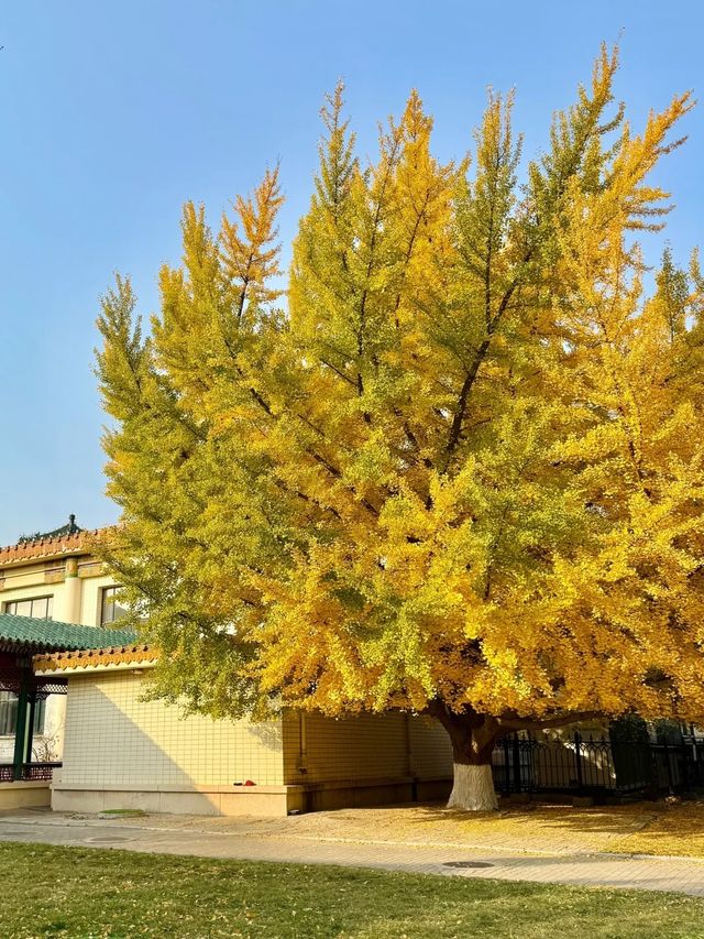 11.19實況三里屯附近這麼美的銀杏還沒落！。