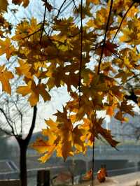 北京將府公園的秋天，就是老舍筆下的模樣。