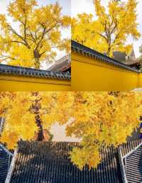 12月一定要來蘇州定慧寺，不然真的後悔。