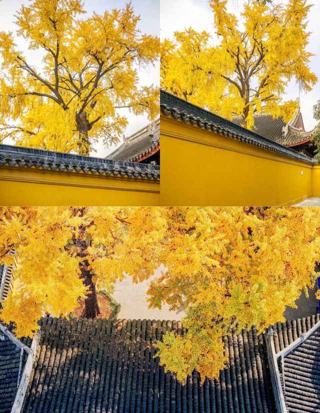 12月一定要來蘇州定慧寺，不然真的後悔。