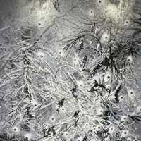 冷酷仙境,極地孤行