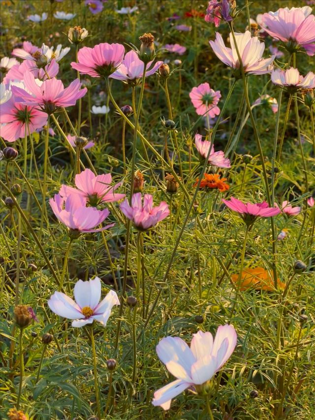 11.23直播｜淀山湖花海落日，出發前必看攻略。