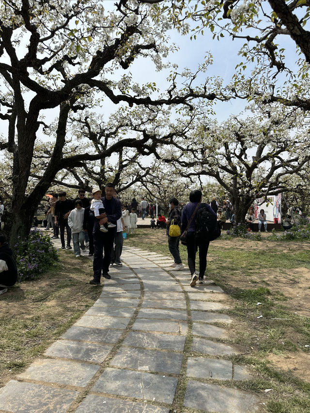 【砀山梨樹王風景區，春日賞花好去處！】。