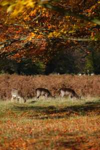 倫敦周邊遊 Bushy Park 有鹿精靈。