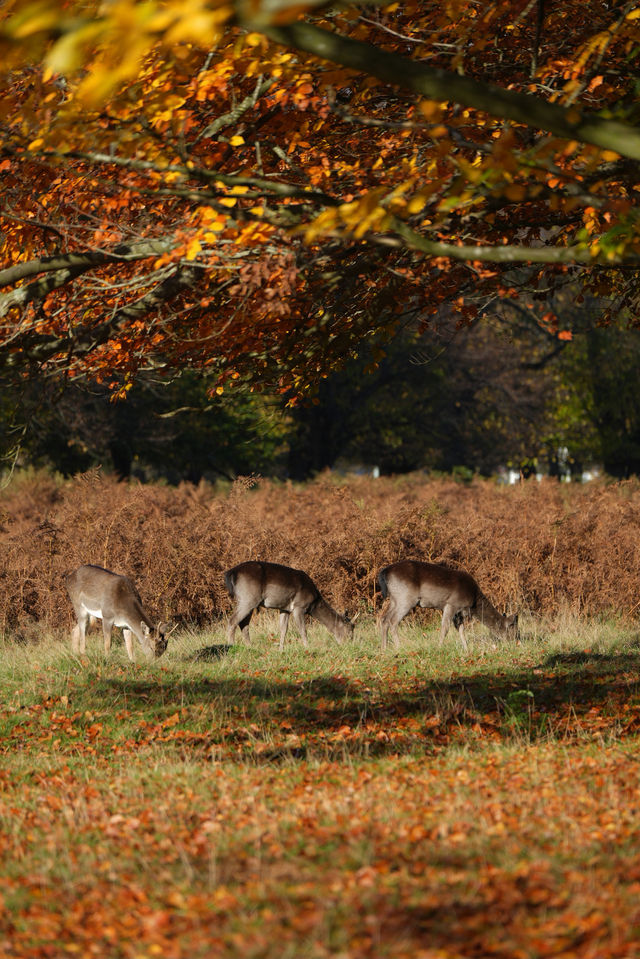 倫敦周邊遊 Bushy Park 有鹿精靈。