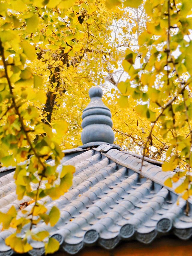 100萬株已泛黃～出發桂林銀杏古村落。