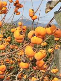紅岩金柿，滿山紅。