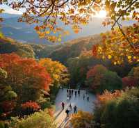 五桂秋韻，杉紅瀑秀