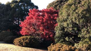 The fall leaves in Tokyo are so beautiful!