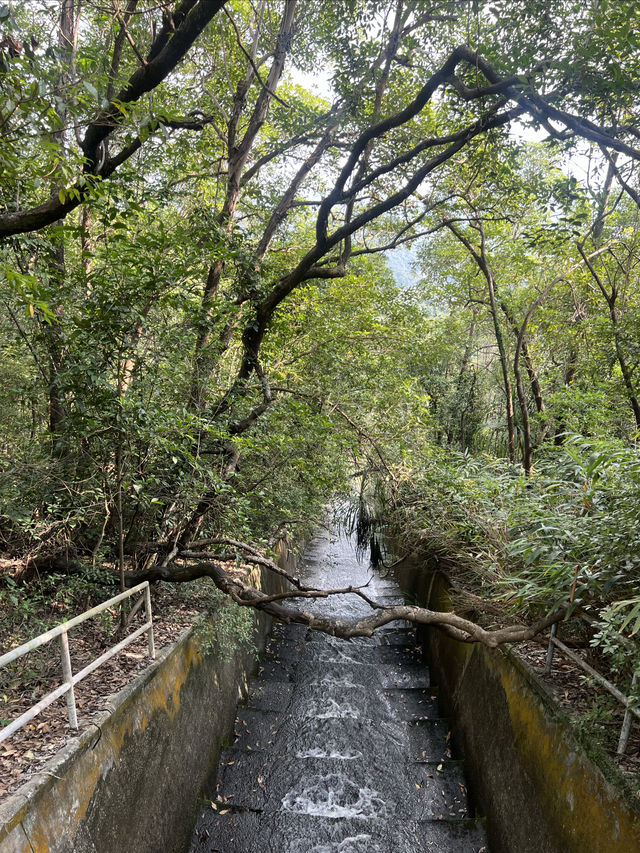 大欖郊野公園｜麥理浩徑第十段千島湖清景台