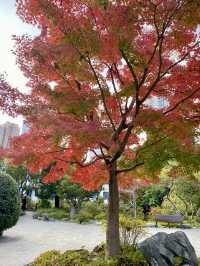 上海，和平公園