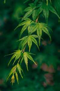 為了一棵樹，我去了趟武義延福寺