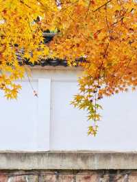 銀杏進入尾聲，秋霞圃的紅葉正當時
