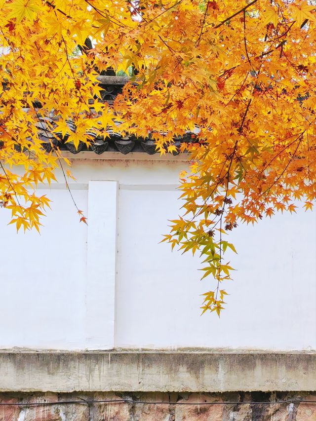 銀杏進入尾聲，秋霞圃的紅葉正當時