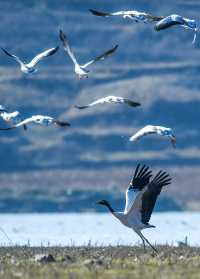 2,500隻黑頸鶴，10萬隻鳥類，草海越冬