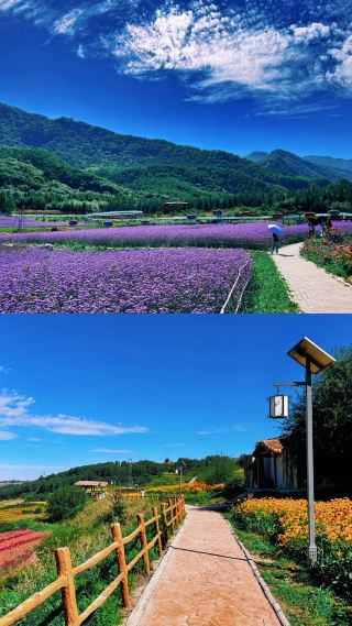The beautiful Qilian Flower Sea in Qinghai. Also known as the green of summer. 