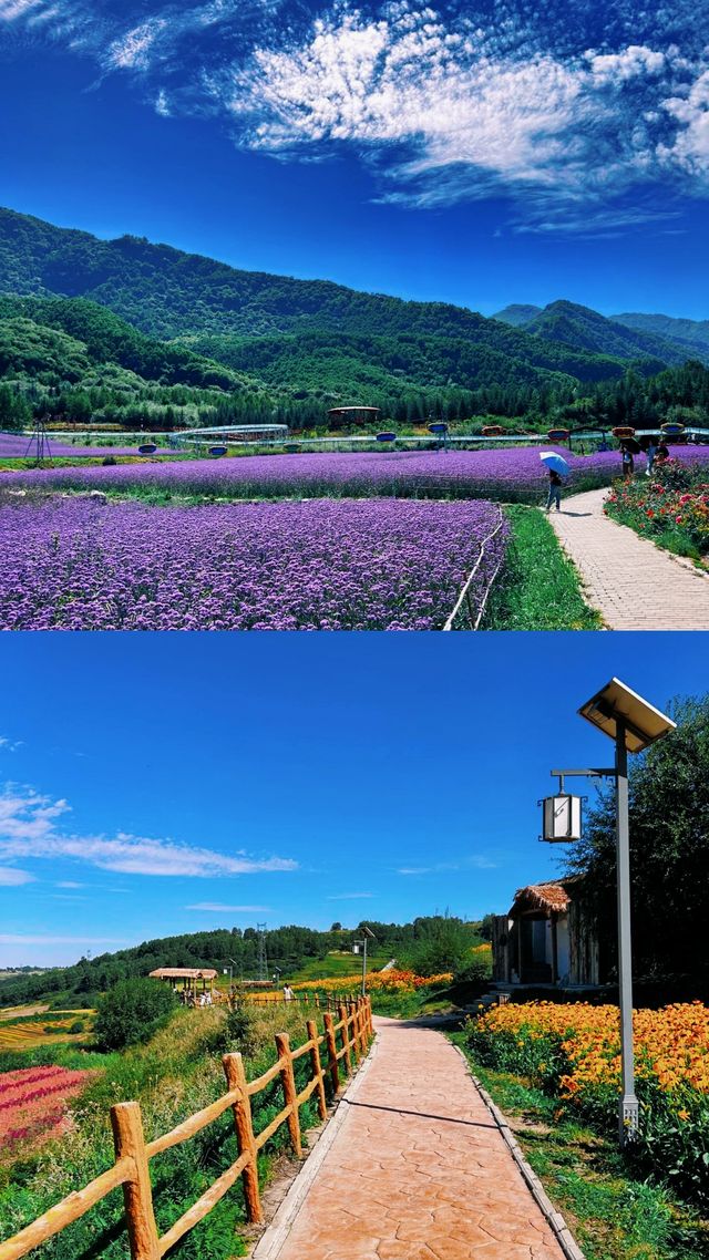 大美青海七里寺花海。化名為夏天的綠。