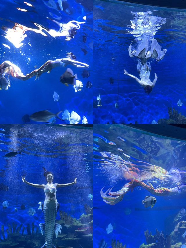 武漢海洋公園攻略