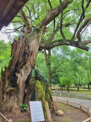 Ganzhou Ruijin Republic Cradle