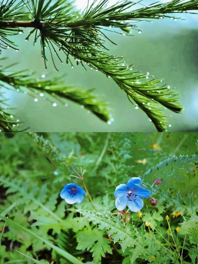 走遍山西系列（三十八）——忻州·荷葉坪